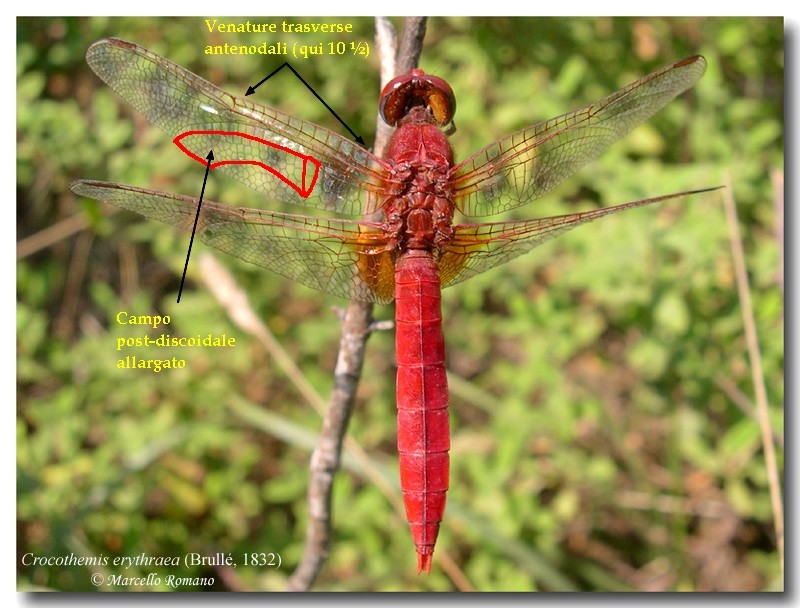 Sympetrum striolatum (Odonata, Libellulidae)